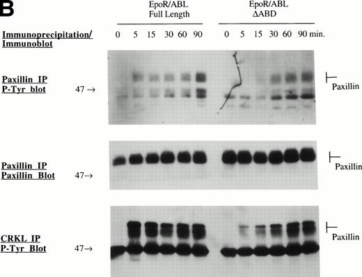 Fig. 3. Tyrosine phosphorylation of signaling proteins in Ba/F3 cells induced by EPO. (A) The indicated cell lines were IL-3 deprived for 6 hours and stimulated with medium alone or EPO (2 U/mL) for 30 minutes. Cell lysates were immunoprecipitated with antibodies as indicated, followed by antiphosphotyrosine immunoblotting with 4G10. (B) Ba/F3 cells expressing EPO R/ABL full length or EPO R/ABL ▵ABD chimeric receptors were IL-3 deprived and stimulated with EPO (2 U/mL) for 0 to 90 minutes. Lysates were immunoprecipitated with antipaxillin (upper two panels) or anti-CRKL (lower panel), followed by immunoblotting as shown. (C) In a similar experiment, lysates were subjected to immunoprecipitation with anti-EPO receptor antibody, followed by sequential immunoblotting with anti-ABL and anti-paxillin.