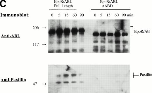 Fig. 3. Tyrosine phosphorylation of signaling proteins in Ba/F3 cells induced by EPO. (A) The indicated cell lines were IL-3 deprived for 6 hours and stimulated with medium alone or EPO (2 U/mL) for 30 minutes. Cell lysates were immunoprecipitated with antibodies as indicated, followed by antiphosphotyrosine immunoblotting with 4G10. (B) Ba/F3 cells expressing EPO R/ABL full length or EPO R/ABL ▵ABD chimeric receptors were IL-3 deprived and stimulated with EPO (2 U/mL) for 0 to 90 minutes. Lysates were immunoprecipitated with antipaxillin (upper two panels) or anti-CRKL (lower panel), followed by immunoblotting as shown. (C) In a similar experiment, lysates were subjected to immunoprecipitation with anti-EPO receptor antibody, followed by sequential immunoblotting with anti-ABL and anti-paxillin.