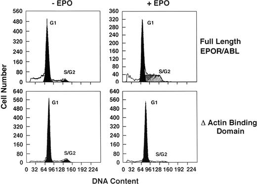 Fig. 5. Cell cycle analysis of Ba/F3 cells expressing ▵ABD EPO R/ABL. Cells were first synchronized in G1 by IL-3 deprivation for 16 hours (−EPO) and then cultured with 5 U/mL EPO for another 24 hours (+EPO). Cell cycle analysis was performed with propidium iodide staining, analyzing 10,000 cells/point by flow cytometry. In the experiment shown, the proportion of cells in G1, S, and G2/M were, respectively, 83%, 12%, and 5% (full length −EPO); 55%, 45%, and 1% (full length +EPO); 90%, 7%, and 4% (▵ABD −EPO); and 89%, 8%, and 3% (▵ABD +EPO).