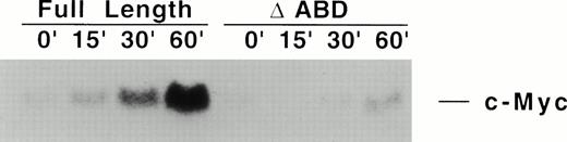 Fig. 6. EPO fails to induce c-myc expression in ▵ABD cells. Full-length or ▵ABD EPO R/ABL transfected Ba/F3 cells were factor deprived overnight and then treated with EPO for 0 to 60 minutes. Fifteen micrograms of total cellular RNA was electrophoresed in each lane and analyzed by Northern blot hybridization with a c-myc cDNA as probe. Equal loading was confirmed by visualizing 18S and 28S RNA bands on the ethidium bromide-stained gel from which the blots were made.