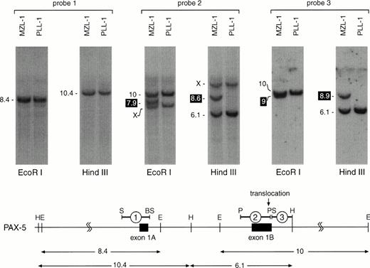 Fig. 4. Localization of the MZL-1 translocation breakpoint in exon 1B of PAX-5. DNA from mononuclear cells of patients MZL-1 and PLL-1 was digested with HindIII or EcoRI followed by Southern blot analysis with the indicated DNA probes. The sizes of the hybridizing DNA fragments are indicated in kb to the left. The DNA fragments containing the reciprocal translocation breakpoints are highlighted in black. X denotes an unrelated DNA fragment that cross-hybridizes with the GC-rich DNA probe #2. A restriction map of the 5′ region of the PAX-5 locus8 is shown below together with the origin of the DNA probes and the hybridizingHindIII and EcoRI DNA fragments (sizes given in kb). Abbreviations: H, HindIII; E, EcoRI; S, SacI; BS, BstEII; P,PstI.