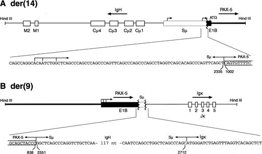 Fig. 5. The breakpoints of the reciprocal PAX-5translocations in patient MZL-1. The two translocation breakpoints on the derivative chromosomes 14 (A) and 9 (B) were cloned asHindIII DNA fragments and sequenced. Only the relevant sequences across the breakpoints are shown below a schematic diagram of each translocation event. Numbers refer to the corresponding nucleotide positions of the PAX-5 exon 1B (Fig 6B) or immunoglobulin Sμ sequence,28 respectively. Arrows denote the transcription start sites of the antisense promoter in the immunoglobulin Sμ region as determined by Apel et al.28