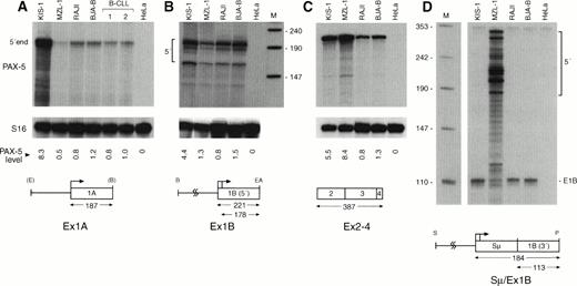 Fig. 7. Deregulation of PAX-5 transcription by t(9;14) translocations. PAX-5 transcript levels were quantitated by RNase protection assay in total RNA isolated from mononuclear blood cells of patient MZL-1, from the large-cell lymphoma cell line KIS-1, from the B-cell lines Raji and BJA-B, from mononuclear blood cells of two patients diagnosed with B-CLL and from control HeLa cells. The 5′ ends of the PAX-5A (A) and PAX-5B (B) transcripts, the spliced mRNA sequences of the downstream paired domain (C) and the hybrid Sμ-PAX5B transcripts (D) were mapped with the riboprobes depicted below. The size of the expected RNase-protected fragments is given in numbers of nucleotides. pUC19 DNA digested withMspI was used as end-labeled DNA size marker (lane M; sizes given in nucleotides). Transcripts coding for the small ribosomal protein S1632 were comapped and used as an internal reference for quantitation of the PAX-5 RNA signals by PhosphorImager analysis. The induction of the different PAX-5transcripts in the KIS-1 and MZL-1 cells was calculated relative to the average PAX-5 expression level of the two B cell lines Raji and BJA-B and is shown below the relevant part of the S16 autoradiograph. The Sμ promoter lacks a TATA-box28 and thus results in heterogeneous transcription initiation in MZL-1 cells (D). Abbreviations: E, EcoRI; B, BamHI; EA,EagI; S, Sau3A; P, PstI.