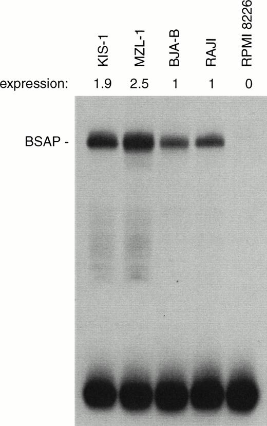Fig. 8. Moderate increase of BSAP protein synthesis in B lymphocytes carrying the t(9;14) translocation. The same amount (1 μg) of nuclear protein isolated from mononuclear cells of patient MLZ-1 or the indicated B-lymphoid cell lines was analyzed by EMSA assay for binding of BSAP to the paired domain recognition sequence of theH2A-2.2 gene. The radioactivity in the BSAP-DNA complex was quantitated by PhosphorImager analysis, and the BSAP expression level of the KIS-1 and MZL-1 cells is given relative to that of the control B cell lines BJA-B and Raji. PAX-5 is not expressed in the myeloma cell line RPMI 8226.