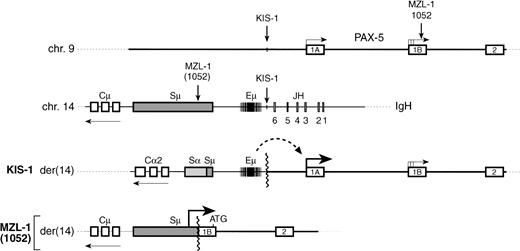Fig. 10. t(9:14) translocations involving the PAX-5 andIgH loci. A schematic diagram depicts the 5′ region of the PAX-5 gene, the JH-to-Cμ region of the IgH locus and the corresponding translocation breakpoints present on the derivative chromosme 14 in the lymphomas of patients KIS-1,8 1052,9 and MZL-1 (this study). The PAX-5 expression level and the translocation breakpoint relative to the antisense promoters in the immunoglobulin Sμ region have not been mapped in patient 1025,9 and hence it is not known at present whether promoter replacement as described for patient MZL-1 may be a molecular mechanism for PAX-5 gene deregulation in this case. The position of the translation start codon at the very 3′ end of PAX-5 exon 1B is indicated by ATG.