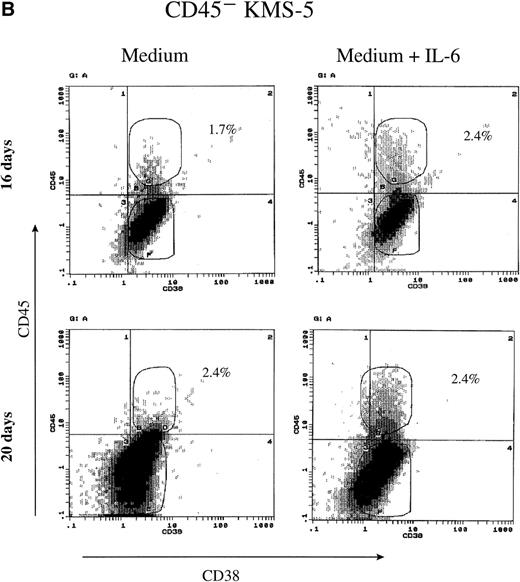 Fig. 2. CD45 expression was induced by IL-6 and lost on its withdrawal. (A) Flow-sorted CD45− U-266 cells were cultured in medium alone (left) or in medium + IL-6 (2 ng/mL; right), and cells were analyzed by flow cytometry after staining with PE-Cy5-CD45 and FITC-CD38. The percentage of CD45+ cells is indicated on each flow cytogram. (B) CD45−IL-6–independent KMS-5 cells were cultured with or without exogenous IL-6 (2 ng/mL) and analyzed after staining by PE-Cy5-CD45 and FITC-CD38. (C) RT-PCR analysis of β-actin, CD45, and IL-6 of CD45− U-266 cells cultured with IL-6. Lane M, ◊ X174/Hae III digest DNA size marker; lane 1, negative control without RT product; lanes 2, 3, 4, 5, and 6, IL-6–treated CD45− cells at day 0, 2, 4, 6, and 8, respectively; lane 7, CD45+ U-266 cells. (D) Flow-sorted CD45+ U-266 cells were incubated in medium without IL-6. Cells were stained with PE-CD45 and FITC-CD38 and subjected to flow cytometric analysis as described in Materials and Methods. The percentage of CD45+ cells is indicated on each flow cytogram. (E) Flow-sorted CD45+ U-266 cells were cultured without exogenous IL-6 for 2 weeks (left), and only CD45+ fraction was sorted out and incubated with or without IL-6 (2 ng/mL) for another 2 weeks (middle). Both CD45+ and CD45− fractions were separately sorted out and cultured for 5 days with and without IL-6 (right). The percentages of both CD45+ and CD45− fractions are indicated on each flow cytogram.