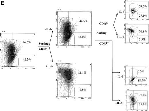 Fig. 2. CD45 expression was induced by IL-6 and lost on its withdrawal. (A) Flow-sorted CD45− U-266 cells were cultured in medium alone (left) or in medium + IL-6 (2 ng/mL; right), and cells were analyzed by flow cytometry after staining with PE-Cy5-CD45 and FITC-CD38. The percentage of CD45+ cells is indicated on each flow cytogram. (B) CD45−IL-6–independent KMS-5 cells were cultured with or without exogenous IL-6 (2 ng/mL) and analyzed after staining by PE-Cy5-CD45 and FITC-CD38. (C) RT-PCR analysis of β-actin, CD45, and IL-6 of CD45− U-266 cells cultured with IL-6. Lane M, ◊ X174/Hae III digest DNA size marker; lane 1, negative control without RT product; lanes 2, 3, 4, 5, and 6, IL-6–treated CD45− cells at day 0, 2, 4, 6, and 8, respectively; lane 7, CD45+ U-266 cells. (D) Flow-sorted CD45+ U-266 cells were incubated in medium without IL-6. Cells were stained with PE-CD45 and FITC-CD38 and subjected to flow cytometric analysis as described in Materials and Methods. The percentage of CD45+ cells is indicated on each flow cytogram. (E) Flow-sorted CD45+ U-266 cells were cultured without exogenous IL-6 for 2 weeks (left), and only CD45+ fraction was sorted out and incubated with or without IL-6 (2 ng/mL) for another 2 weeks (middle). Both CD45+ and CD45− fractions were separately sorted out and cultured for 5 days with and without IL-6 (right). The percentages of both CD45+ and CD45− fractions are indicated on each flow cytogram.