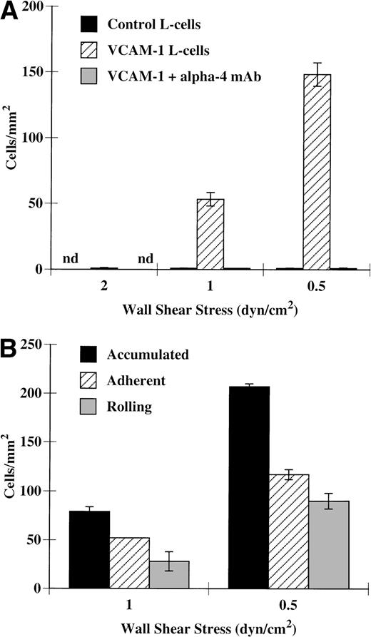 Fig. 4. Eosinophils tether and roll on VCAM-1–transfected L cells. Confluent monolayers of nontransfected and VCAM-1–transfected L cells were washed once with HBSS and then placed in flow assembly. Eosinophils (5 × 105/mL) were perfused over these cells at the specified wall shear stresses. (A) Accumulation, (B) rolling, and adherence were determined as described in Materials and Methods. In some experiments, eosinophils were pretreated for 10 minutes at 37°C with 2 μg/mL of H2/1, an anti–4-integrin MoAb, before perfusion over VCAM-1–transfected cells. The data represent the mean and SEM of at least three independent experiments.