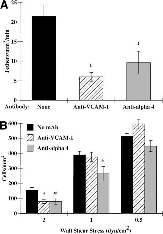 Fig. 5. VCAM-1 and 4-integrins participate in eosinophil accumulation and tethering to IL-4–stimulated HUVECs. Monolayers of HUVECs were treated as described in Fig 1. Before assembly of the flow chamber, HUVECs were treated for 10 minutes at 37°C with HBSS/A alone or HBSS/A containing 5 μg/mL of 1.G11B1, an MoAb directed against VCAM-1. Alternatively, eosinophils were pretreated 10 minutes at 37°C with 2 μg/mL of H2/1, an anti–4-integrin MoAb, before perfusion over IL-4–stimulated HUVECs. The flow chamber was assembled and eosinophils also containing the specified MoAb were perfused through the chamber. (A) Tethering of eosinophils was determined at 2 dyn/cm2, as described in Materials and Methods. (B) Accumulation of eosinophils was determined at the specified wall shear stresses as described in Materials and Methods. The data represent the mean and SEM of at least three independent experiments. *P ≤ .05; **P ≤ .0001.