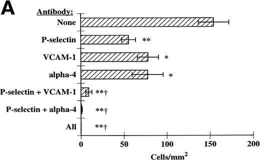 Fig. 7. P-selectin, VCAM-1, and 4-integrins together mediate eosinophil accumulation on IL-4–stimulated HUVECs. These experiments were performed exactly as described in Fig 6. Accumulation of eosinophils was determined at (A) 2 dyn/cm2 and (B) 1 dyn/cm2, as described in Materials and methods. The data represent the mean and SEM of at least three independent experiments. *P ≤ .05; **P ≤ .0001; †P ≤ .001 with respect to P-selectin MoAb alone.