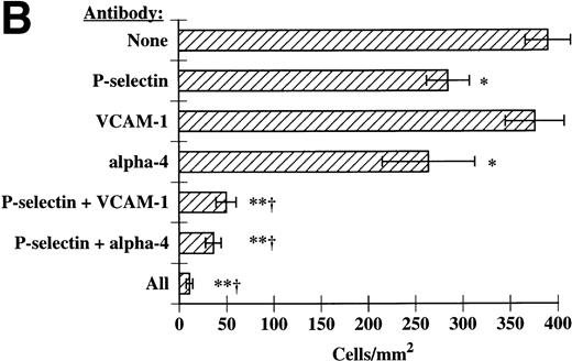 Fig. 7. P-selectin, VCAM-1, and 4-integrins together mediate eosinophil accumulation on IL-4–stimulated HUVECs. These experiments were performed exactly as described in Fig 6. Accumulation of eosinophils was determined at (A) 2 dyn/cm2 and (B) 1 dyn/cm2, as described in Materials and methods. The data represent the mean and SEM of at least three independent experiments. *P ≤ .05; **P ≤ .0001; †P ≤ .001 with respect to P-selectin MoAb alone.