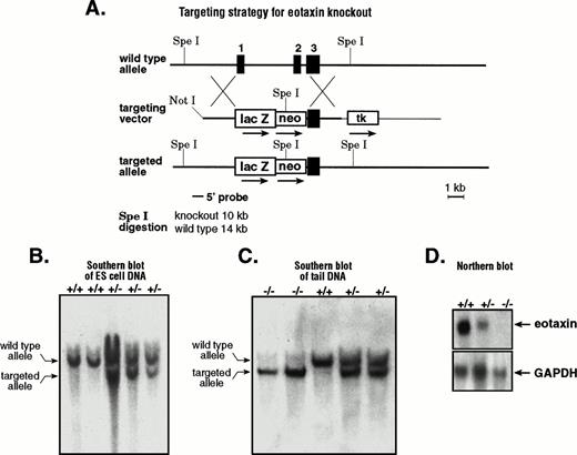Fig. 1. Generation of eotaxin null mice. (A) Strategy for generating eotaxin knockout mice by homologous recombination. The three-exon and two-intron genomic structure of the eotaxingene is shown on the top. The targeting vector is shown in the middle. The 5′ arm contains 3.2 kb of mouse genomic DNA with the sequence encoding the first 4 amino acids of eotaxin fused in-frame to the E coli β-galactosidase gene. The 3′ arm of 3.5 kb of mouse genomic DNA containing exon 3 and the 3′ untranslated sequence of the eotaxin gene is inserted between the neomycin-resistance gene (neo) and the herpes simplex virus thymidine kinase (tk) gene. The targeted allele after homologous recombination and the screening strategy are shown at the bottom. The black boxes represent the exons, with their respective number above. Southern blot analysis of SpeI-digested genomic DNA from ES cells (B) and from wild-type (+/+), heterozygous (+/−), and knockout (−/−) mice (C). The upper band (14 kb) shows the wild-type allele, and the lower band (10 kb) shows the targeted allele. (D) Northern blot of total RNA (10 μg) from lymph nodes of wild-type (+/+), heterozygous (+/−), and knockout (−/−) mice. The blot was probed with32P-labeled mouse eotaxin cDNA (upper panel), stripped, and tested with a probe specific for mouse GAPDH (bottom).