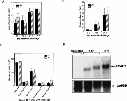 Fig. 3. Normal infiltration of eosinophils in lung tissues ofeotaxin−/− mice challenged with ovalbumin. (A) Inflammation scores of lung tissues of wild-type (+/+) and eotaxin null (−/−) mice at different time points after ovalbumin challenge. Inflammation severity was scored to account for different infiltrated cell types with 0 as the least and 4 as marked inflammation. (B) Quantification of eosinophils in lung tissues of wild-type (+/+) and eotaxin null (−/−) mice at different time points after aerosol challenge. Data represent the mean ± SEM of eosinophils from 6 to 8 high-power fields for each mouse; n = 7 for both +/+ and −/− at 6 hours; n = 4 for both +/+ and −/− at 12 hours; n = 6 for +/+ and n = 8 for −/− at 24 hours. (C) Quantification of different cells recovered from the BAL fluid of wild-type (+/+) and eotaxin null (−/−) mice at 18 hours after OVA aerosol challenge. Data represent the mean ± SEM of cells; n = 5 for wild-type and n = 6 for eotaxin null mice. (D) Northern blot analysis of total lung RNA from untreated and OVA-challenged wild-type mice. The blot was probed with 32P-labeled mouse eotaxin cDNA (upper panel), stripped, and tested with a probe specific for mouse GAPDH (bottom).