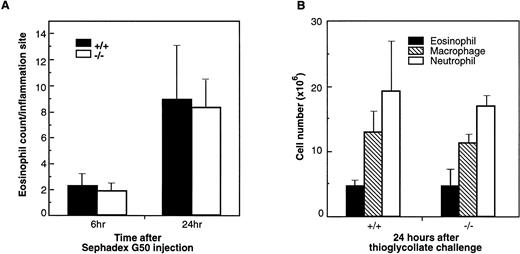 Fig. 6. Infiltration of eosinophils and other leukocytes after Sephadex beads (A) and thioglycollate injections (B). (A) Lung tissues of wild-type (+/+) and eotaxin null (−/−) mice were examined for eosinophils at 6 and 24 hours after mice received Sephadex G50 (superfine) beads by intravenous injection. Data represent the mean ± SEM from three fields for each mouse and from 5 mice of each group. (B) Cells were collected by peritoneal lavage 24 hours after intraperitoneal injection of thioglycollate into mice and stained by Diff-Quick staining. Data represent the mean ± SEM from at least six high-power fields from 6 mice of each phenotype.