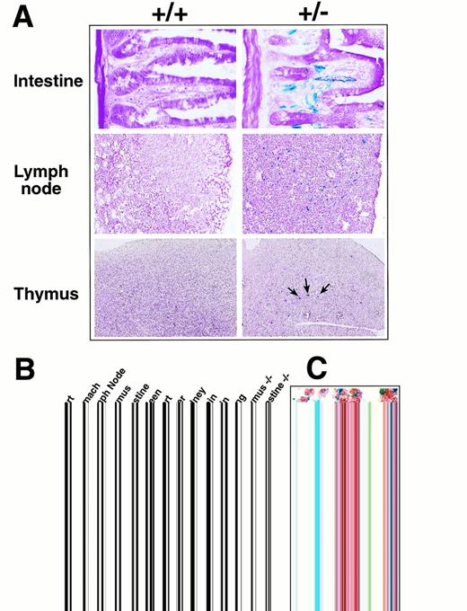 Fig. 2. Expression of β-galactosidase and eotaxin in different tissues in eotaxin+/− mice. (A) Expression of β-galactosidase detected by X-gal staining. Frozen tissue sections from wild-type (+/+) and heterozygous (+/−) mice were stained with X-gal overnight and counter-stained with eosin. Shown are the tissues with strong β-galactosidase staining. (B) Expression of eotaxin and fic in different tissues detected by RT-PCR. Total RNA was isolated from eotaxin heterozygous and null mice and amplified by RT-PCR with primers specific for mouse eotaxin, fic, or β-actin. (C) Costaining of X-gal with CD34 markers in lymph nodes and small intestine. Frozen sections were stained with X-gal overnight, followed by immunohistochemical staining with anti-CD34 antibody and then counter-stained with eosin as described in Materials and Methods. The blue staining illustrates the β-galactosidase activity and the brown staining is for CD34 marker.