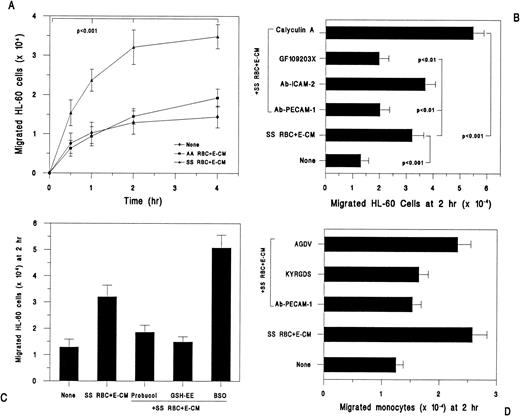 Fig. 4. Migration of monocyte-like HL-60 cells and PBM across HUVEC monolayer in response to incubation with RBC. HUVEC were grown to confluence on fibronectin-coated porous membranes (Transwell, Cat. #40492, Biocoat cell culture inserts, Becton-Dickinson). To the upper compartment, RPMI-1640 containing FCS was added, followed by RBC (2% Hct) and E-CM (100 μg/mL) and fluorescently labeled vitamin D3-differentiated HL-60 cells or PBM (0.5 × 106 cells per well). At the indicated time points, aliquots were removed from the lower compartment of the Transwell chamber for counting of monocyte-like HL-60 cells. Data are expressed as mean ± SD of SS RBC, n = 4 (three different donors), and three independent determinations for AA RBC. (A) Time course of HL-60 cells transendothelial migration. (B) HUVEC were incubated with inhibitors (MoAb to human PECAM-1 (10 μg/mL); MoAb to ICAM-2 (10 μg/mL); GF 109203X (20 nmol/L); and Calyculin A, (2 nmol/L) for 45 minutes before the addition of SS RBC (2% Hct) and E-CM. (C) HUVEC were preincubated with either antioxidant (probucol, 50 μmol/L) for 45 minutes or GSH effectors (GSH-EE, 0.5 mmol/L and BSO, 100 μmol/L) for 24 hours, before the addition of SS RBC (2% Hct) and HL-60 cells. (D) HUVEC were incubated with MoAb to human PECAM-1 (10 μg/mL); KYRGDS, (100 μmol/L); and AGDV, (100 μmol/L) for 45 minutes before the addition of SS RBC (2% Hct) and E-CM (100 μg/mL). This was followed by the addition of fluorescently labeled PBM. The transmigrated monocyte cells were counted at 2 hours. Data are expressed as mean ± SD for three different donors RBC.