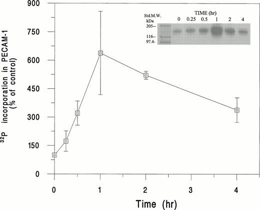 Fig. 5. Time course of phosphorylation of PECAM-1 in HUVEC in response to incubation with SS RBC. HUVEC were labeled with32P and incubated with SS RBC (2% Hct) for the indicated time period and then processed for immunoprecipitation with PECAM-1 antibody. The immunoprecipitate was subjected to sodium dodecyl sulfate-polyacrylamide gel electrophoresis (SDS-PAGE) and radioactivity quantitated in the gel lane corresponding to PECAM-1 (130 kD) by Ambis radiogel scanner as described in Materials and Methods. The data is presented as percent increase in the incorporation of 32P in PECAM-1, assigning the value of 100% for 32P incorporated into PECAM-1 in untreated HUVEC. Data are mean ± SD of n = 3, with each experiment run in duplicate for indicated time points, except for 1-hour period (n = 7). 32P incorporated into PECAM-1 was 638% ± 220% at 1-hour time point, with a range of 410% to 850%. The replicate data for the same donor sample showed less than 15% difference in the 32P incorporation into PECAM-1.