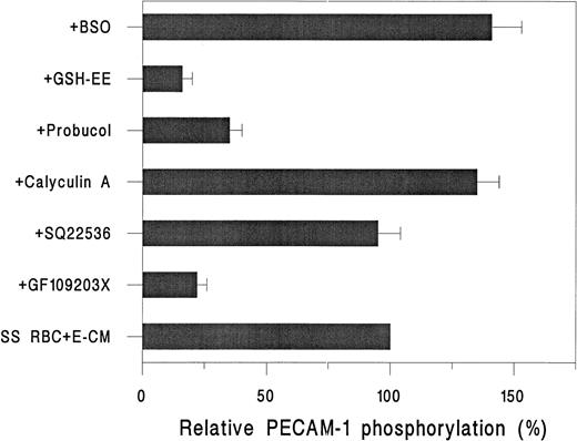 Fig. 6. Effect of inhibitors on the 32P incorporation in PECAM-1 in HUVEC on incubation with RBC. 32P-labeled HUVEC were incubated with inhibitors either for 45 minute (GF 109203X, 20 nmol/L; SQ 22536, 2 μmol/L; calyculin A, 2 nmol/L; probucol, 50 μmol/L; or for 24 hours (GSH-EE, 0.5 mmol/L and BSO, 100 μmol/L), followed by 1-hour incubation with SS RBC (2% Hct) and E-CM. Data are expressed as mean ± SD for three different SS RBC donors, in duplicate determinations, relative to untreated HUVEC (none).