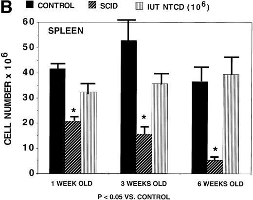 Fig. 3. Rapidity of thymic and splenic reconstitution in SCID recipients treated via IUT. BALB/c-SCID fetal recipients received 106 B6 TCD BM cells on day 15 to 16 of gestation. Controls consisted of noninjected BALB/c-SCID and noninjected BALB/c wild-type mice. At the indicated times postnatally, 4 to 8 mice were studied for thymic (A) and splenic (B) cellularity. *Significant differences in cellularity as compared with normal age-matched B6 controls. The absolute cell number is listed on the y-axis. The bars designate one standard error of the mean.