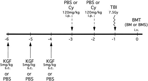 Fig. 1. KGF treatment and conditioning schedule for BMT experiments. KGF (5 mg/kg/d) or PBS was administered sc to B10.BR recipients on days −6, −5, and −4. Mice were then further segregated into those receiving Cy (120 mg/kg/d) or PBS intraperitoneally on days −3 and −2. All recipients were irradiated (7.5 Gy) on the day before transplant (day −1). Groups were segregated into those receiving C57BL/6 BM alone or BM with allogeneic spleen cells (BMS) intravenously. In some mice, KGF treatment was also administered on days 1, 2, and 3 posttransplant in the context of Cy/TBI conditioning.
