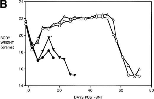 Fig. 4. KGF delays the Cytoxan-induced acceleration of mortality (A) and weight loss (B). B10.BR recipient mice (n = 26/group) were lethally irradiated (7.5 Gy) on day −1 and infused on day 0 with C57BL/6 BM either without (BM) or with 15 × 106 spleen cells (BMS) as indicated. Groups treated with Cy received 120 mg/kg/d on days −3 and −2. Groups were further segregated into those receiving PBS or KGF (5 mg/kg/d) on days −6, −5, and −4 pre-BMT. Data compiled from two representative experiments are shown. For (A), (○) BM + CY + PBS, (▵) BM + CY + KGF, (•) BMS + CY + PBS, and (▾) BMS + CY + KGF. For (B), (○) BM + CY + PBS, (▵) BM + CY + KGF, (•) BMS + CY + PBS, and (▾) BMS + CY + KGF. *P < .05 versus no KGF.