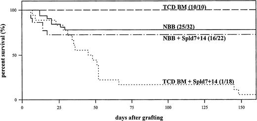 Fig. 3. In vivo survival of lethally irradiated (DBA/2 × B10.D2)F1 mice grafted with B10.D2 cells from adult TCD BM (– –) or from NBB (––) collected on the day of birth. 106B10.D2 donor splenocytes (Spl) were injected or not 7 and 14 days after the graft of NBB (–·–) or of TCD BM (···) cells. Mortality was recorded daily and mice were examined for the presence of clinical GVHD (number of live mice/total number of mice).