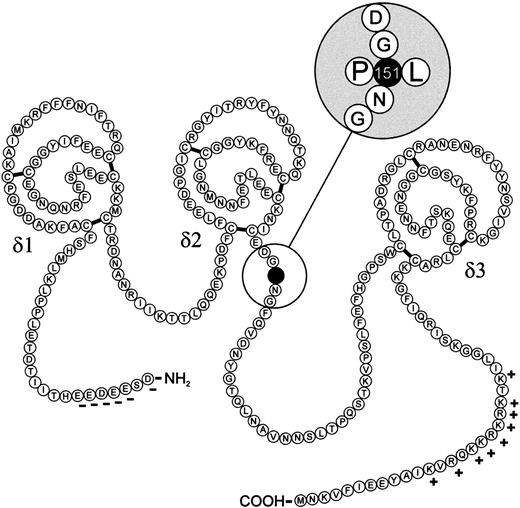 Fig. 1. Proposed secondary structure of the TFPI and the position of the amino acid exchange. The mature protein consists of 276 amino acids, forming three tandem Kunitz-type proteinase inhibitory domains, two connecting chains, an acidic N-terminus with negatively charged amino acids (−) and a basic carboxy-terminal end, containing a cluster of positively charged amino acids (+).56 The Pro151 to Leu151 change is located near the Kunitz-type inhibitor domain δ2 within the second connecting chain (magnification).