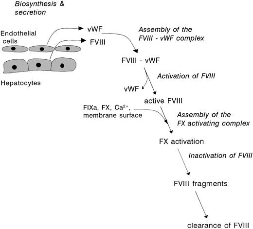 Fig. 1. The lifespan of factor VIII. Factor VIII is synthesized by various tissues, including liver, kidney, and spleen, as an inactive single-chain protein. After extensive posttranslational processing, factor VIII is released into the circulation as a set of heterodimeric proteins. This heterogenous population of factor VIII molecules readily interacts with vWF, which is produced and secreted by vascular endothelial cells. Upon triggering of the coagulation cascade and subsequent generation of serine proteases, factor VIII is subject to multiple proteolytic cleavages. These cleavages are associated with dramatic changes of the molecular properties of factor VIII, including dissociation of vWF and development of biological activity. After conversion into its active conformation, and participation in the factor X activating complex, activated factor VIII rapidly looses its activity. This process is governed by both enzymatic degradation and subunit dissociation.