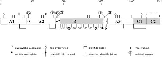 Fig. 2. The factor VIII protein. Mature factor VIII consists of 2332 amino acids, which are arranged in a discrete domain structure: A1 (residues 1-336), A2 (373-710), B (741-1648), A3 (1690-2019), C1 (2020-2172), and C2 (2173-2332). The A domains are bordered by acidic regions a1 (337-372), a2 (711-740), and a3(1649-1689). Disulfide Bridges: Using B-domainless factor VIII, seven disulfide bonds have been identified: residues 153 and 179, 248 and 329 (A1 domain), 528 and 554, 630 and 711 (A2 domain), 1832 and 1858, 1899 and 1903 (A3 domain), and 2021 and 2169 (C1 domain).196Within the C2 domain, residues 2174 and 2326 most likely also form a disulfide bridge. Free cysteine-residues have been identified at positions 310, 692, and 2000.196 Cys528 and Cys1858 may be present as free cysteines, because these residues are reactive toward a sulfhydryl-specific fluorphor.197 With regard to the Cys-residues in the B-domain it is unknown whether they are free or linked.N-Linked Glycosylation: Factor VIII contains 25 consensus sequences (Asn-Xxx-Thr/Ser) that allow N-linked glycosylation. Using either full-length or B-domainless factor VIII, the majority of these sites have been shown to be glycosylated: residues 42 and 239 (A1 domain), residues 757, 784, 828, 900, 963, 1001, 1005, 1055, 1066, 1185, 1255, 1259, 1282, 1300, 1412, and 1442 (B domain), residue 1810 (A3 domain), and residue 2118 (C2 domain).198-200Nonglycosylated residues are present at positions 943 and 1384 (B domain) and at position 1685 (a3 acidic region). Residue 582 (A2 domain) has been reported to be nonglycosylated in two studies,199200 whereas one study reported this residue to be partially glycosylated.198 Finally, it remains to be investigated whether residue 1512 (B domain) is glycosylated. Tyrosine Sulfation: The acidic regions contain consensus sequences that allow sulfation of Tyr-residues at positions 346 (a1 region), 718, 719, 723 (a2 region), 1664, and 1680 (a3 region). Analysis using recombinant proteins established that all sites indeed can be sulfated.