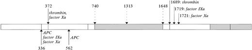 Fig. 3. Limited proteolysis of factor VIII. The major part of factor VIII circulates as a set of heterogenous dimers, consisting of a light (a3-A3-C1-C2) and heavy chain (A1-a1-A2-a2-B). The heavy chain is variably sized due to limited proteolysis within the B domain. Some of these cleavages may occur intracellularly at positions 1313 and 1648 (open downward arrows). Factor VIII can be converted into its active form by proteolysis in both the heavy and light chain by various serine proteases (closed downward arrows), including thrombin and factor Xa. Because proteolysis by factor Xa but not thrombin is inhibited by vWF, thrombin is probably the physiological activator of factor VIII. Proteolytic degradation of factor VIIIa proceeds through cleavages within the A1 and A2 domains by various serine proteases (upward arrows), and results in release of the a1 acidic region and bisecting of the A2 domain. In contrast to what has previously been assumed, cleavages within the light chain by factor IXa or factor Xa do not result in inactivation of factor VIII, but contribute to the development of factor VIII cofactor activity.