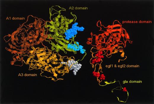 Fig. 4. Model of the factor VIII and factor IXa molecules. Shown are representiations of porcine factor IXa (Protein Data Bank accession code 1pfx) and the triplicated A-domains of human factor VIII (Hemophilia A web site, http://europium.mrc.rpms.ac.uk), which are derived from crystallography and homology modeling, respectively. Factor IXa binding region in the factor VIII A3 domain (residues 1811-1818) is shown in white, whereas the binding regions in the A2 domain (residues 558-565 and 698-710) are shown in dark and light blue, respectively (space-filling representations). These sites are in close vicinity, and are exposed at the same side of the molecule. The factor VIII A2 domain is required to induce significant changes within the factor IXa protease domain, indicating that it binds to the factor IXa protease domain. The A3 domain of factor VIII has been proposed to interact with the factor IXa light chain. Within the factor IXa light chain, residues 12, 64, 69, 78, 92, and 94 (see refs 150 to 155) are indicated (red, space-filling representation). These residues have been reported to be associated with an abnormal response to factor VIIIa in factor X activation.