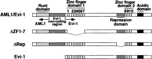 Fig. 1. Structures of the AML1/Evi-1 protein and its derivatives are compared with Evi-1. ▵ZF1-7 is a deletion mutant of AML1/Evi-1 that lacks the first zinc finger domain of Evi-1, while ▵Rep is a mutant lacks the repression domain of Evi-1. Distinct functional domains of AML1/Evi-1 are presented. Zinc finger motifs are numbered 1-10.
