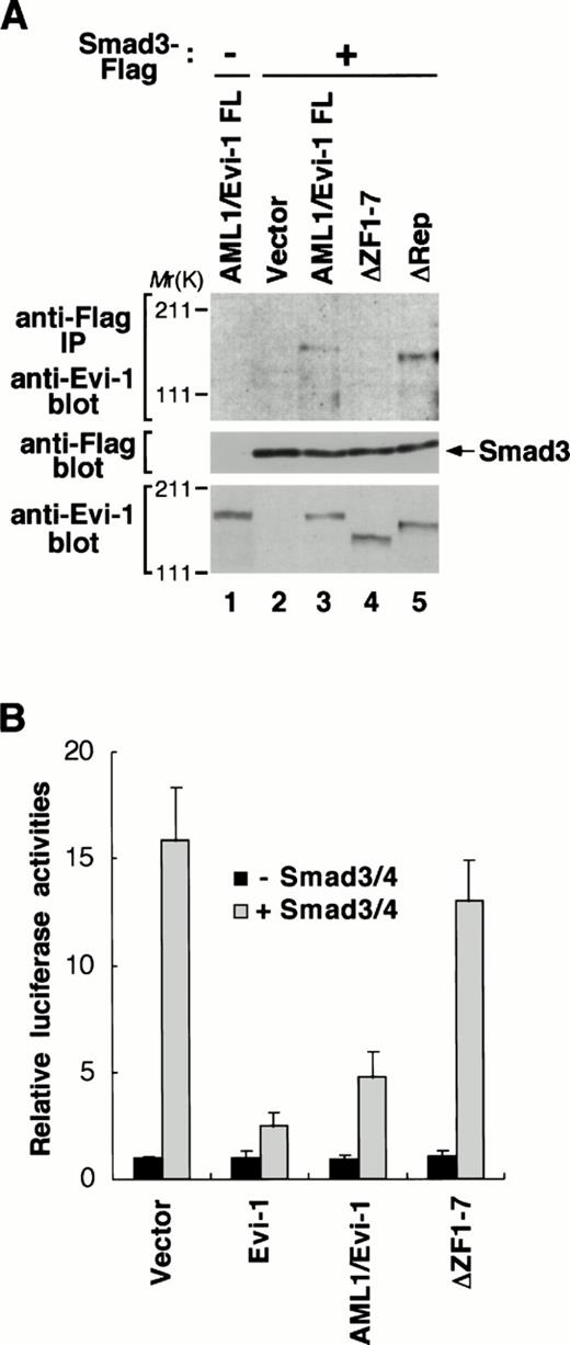 Fig. 6. AML1/Evi-1 physically interacts with Smad3 and inhibits the Smad3 activity. (A) Association between AML1/Evi-1 and Smad3 in vivo. Twenty micrograms of pME18S (lane 2), AML1/Evi-1 (lanes 1 and 3), AML1/Evi-1▵ZF1-7 (lane 4), or AML1/Evi-1▵Rep (lane 5) in pME18S was transfected into 4 × 106 of COS7 cells with 20 μg of the empty pCMV5 (lane 1) or Smad3-Flag in pCMV5 (lanes 2 to 5). Cells were obtained 48 hours later and subjected to the immunoprecipitation procedure with the anti-Flag antibody. Immunoprecipitates were resolved by SDS-PAGE, and detected by the anti–Evi-1 antiserum (top). Expression of Smad3-Flag and Evi-1 is monitored with the anti-Flag (middle) and the anti–Evi-1 (bottom) antibodies, respectively. The location of Smad3 is shown at right, and the positions of molecular-weight standard at left. (B) AML1/Evi-1 inhibits Smad3/4-induced TGF-β responses. Either the empty pME18S, Evi-1, AML1/Evi-1, or AML1/Evi-1▵ZF1-7 in pME18S in combination with p3TP-Lux was cotransfected into HepG2 cells together with pCMV5 or Smad3 plus Smad4 (Smad3/4). Relative luciferase activities were measured in cell extracts, normalized to the β-galactosidase activity. Values and error bars depict the means and the standard deviations, respectively, of four separate experiments.