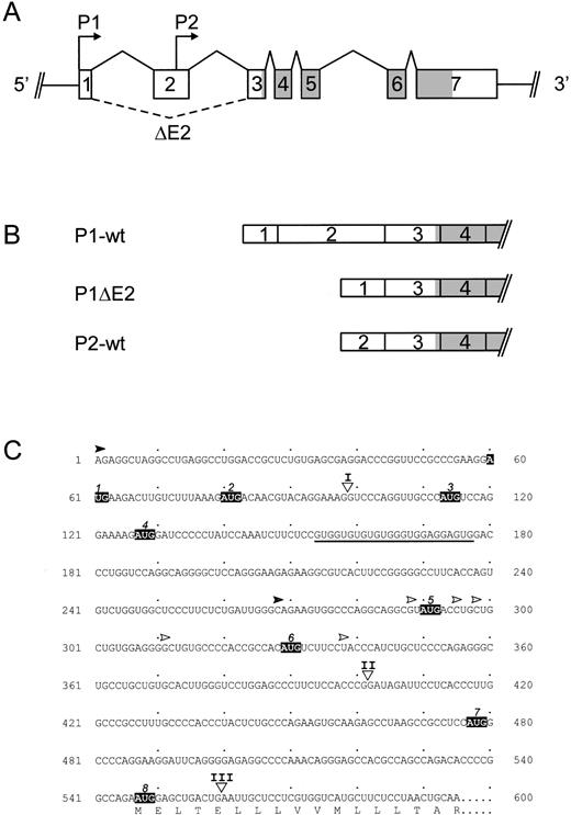 Fig. 1. (A) Structure of the human TPO gene. Exons are drawn as boxes and the protein coding region is shaded. Arrows mark the start sites for promoter 1 and 2 (P1 and P2). Solid lines connecting exons indicate normal splice events, dashed lines alternative splice events. ▵E2, exon 2 skipping. (B) Exon composition of the TPO mRNA splice variants. P1-wt and P2-wt, the full-length TPO mRNA transcribed from P1 or P2, respectively; P1▵E2, alternatively spliced TPO mRNA with exon 2 skipping. (C) Position of uAUG in the TPO 5′-UTR. The full-length mRNA sequence of the TPO 5′-UTR beginning with the P1 start site, as determined by Chang et al,32 is shown. Upstream AUG codons are boxed and numbered in the order as they appear. Translation of wild-type TPO protein starts at the eighth AUG (AUG 8). The deduced amino acid sequence is shown in the one-letter code. A stretch of GUG triplets is underlined. Triangles and Roman numerals mark the locations of introns.32 Filled arrowhead, P1 start site mapped by Chang et al32; gray arrowhead, P2 start site determined by Sohma et al37; open arrowheads, P2 start sites mapped by Kamura et al38 and Gurney et al.39