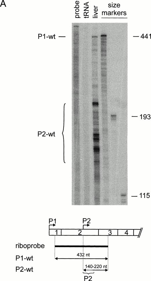 Fig. 2. Differential promoter usage and alternative splicing of TPO pre-mRNA. (A) Ribonuclease protection analysis of human liver RNA. (Top) Lanes 1 and 2, undigested riboprobe and tRNA control. P1 transcripts (P1-wt) account for approximately 10% of TPO mRNA. Note that P2 transcripts (P2-wt) initiate at multiple start sites. In vitro transcribed sense mRNAs corresponding to different 5′-UTR were used as RNA size markers (lanes 4 through 6). Numbers at the right indicate length of the RNA size markers in nucleotides. (Bottom) Length and position of the riboprobe (thick line) and the protected fragments (arrows) with respect to the TPO mRNA 5′-end. (B) Assessment of exon 2 skipping (P1▵E2) by ribonuclease protection. Annotation as in (A).