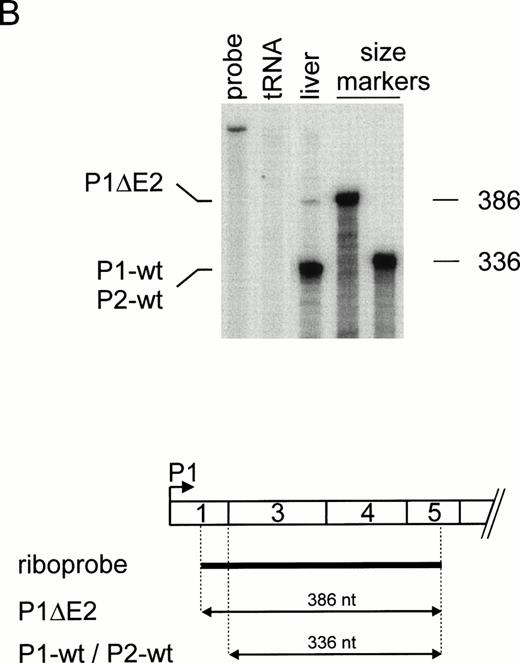 Fig. 2. Differential promoter usage and alternative splicing of TPO pre-mRNA. (A) Ribonuclease protection analysis of human liver RNA. (Top) Lanes 1 and 2, undigested riboprobe and tRNA control. P1 transcripts (P1-wt) account for approximately 10% of TPO mRNA. Note that P2 transcripts (P2-wt) initiate at multiple start sites. In vitro transcribed sense mRNAs corresponding to different 5′-UTR were used as RNA size markers (lanes 4 through 6). Numbers at the right indicate length of the RNA size markers in nucleotides. (Bottom) Length and position of the riboprobe (thick line) and the protected fragments (arrows) with respect to the TPO mRNA 5′-end. (B) Assessment of exon 2 skipping (P1▵E2) by ribonuclease protection. Annotation as in (A).