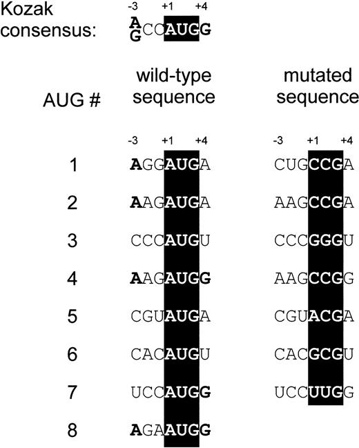 Fig. 3. Summary of the site directed mutagenesis of uAUG codons. (Top) The Kozak consensus sequence favorable for ribosomal initiation.29 The most critical residues, positions −3 and +4, are typed in bold characters. Left column: sequence context of TPO uAUG codons. Residues in positions −3 and +4 that match the Kozak consensus are typed in boldface. Right column: mutations in uAUG sequences designed to inactivate ribosomal initiation.