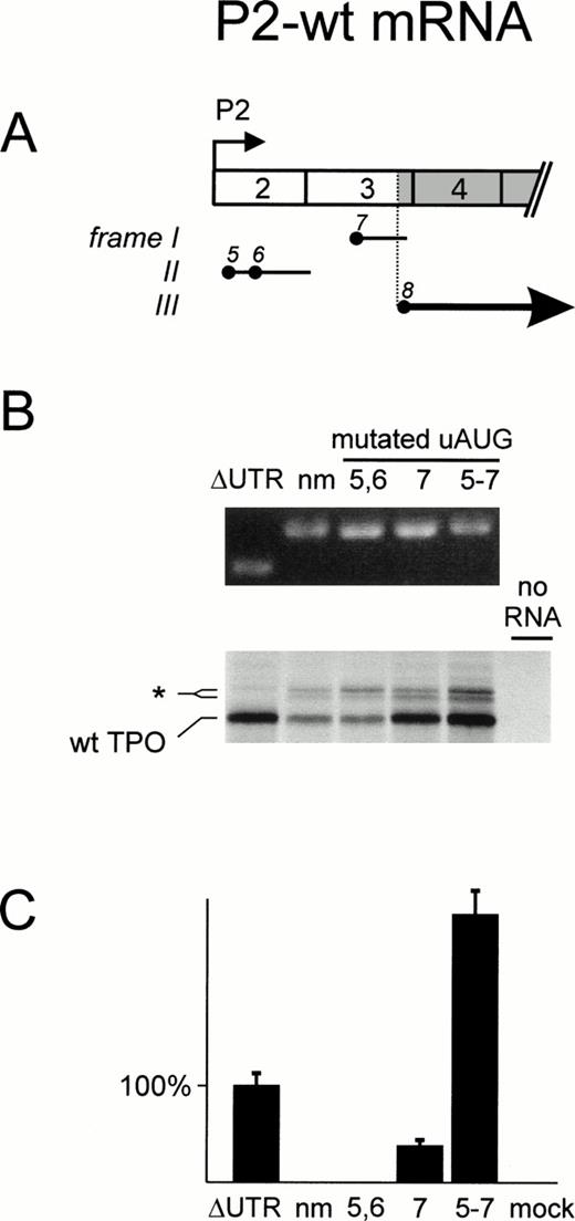 Fig. 4. Analysis of the translational efficiency of TPO P2-wt transcripts in vitro and in transfected COS cells. (A) Exon composition of the TPO mRNA. The TPO protein coding region is shown in gray. The uAUG triplets (filled circles) are numbered in the order they appear in the P1-wt transcript and the resulting ORFs (horizontal solid lines) are placed in the three possible reading frames (Roman numerals). The thick solid line with arrowhead represents the ORF encoding TPO protein. (B) In vitro transcription translation analysis. Equal amounts of in vitro transcribed TPO mRNA variants (top) were translated in vitro in reticulocyte lysate in the presence of35S-methionine (bottom). ▵UTR, mRNA with deletion of the entire 5′-UTR; nm, mRNA with no mutations in the 5′-UTR; numbers above individual lanes indicate the position of mutated uAUGs. The protein bands in the bottom panel were identified as: wt TPO, initiation at the physiological start site (AUG 8); asterisk, cryptic non-AUG initiation within exon 3. (C) TPO production and secretion by transfected COS cells. Presence of TPO in COS cell supernatants was determined by bioassay. Mock transfected COS cells were set as background and cells transfected with a ▵UTR expression construct as 100%. Bars indicate the median ± SEM of triplicates.