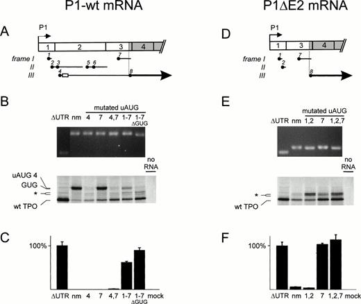 Fig. 5. Analysis of the translational efficiency of TPO P1 transcripts in vitro and in transfected COS cells. Annotation as in Fig4. (A through C) Full-length P1 transcript (P1-wt); (D through F) transcripts with exon 2 skipping (P1▵E2). (A and D) Exon composition of the TPO mRNA isoforms. Open rectangle, GUG repeat. (B and E) In vitro transcription translation analysis. (Top) ▵GUG, mRNA with deletion of the cryptic GUG initiation sites. (Bottom) uAUG 4 and GUG, proteins with extended amino terminus through in-frame initiation at the fourth uAUG or the GUG repeat, respectively. (C and F) TPO production and secretion by transfected COS cells.