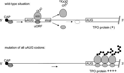 Fig. 6. Effect of upstream ORFs on TPO mRNA translation. (Top) Simplified drawing of TPO mRNA with only one uORF in the 5′-UTR followed by the TPO coding region (open boxes). According to the ribosomal scanning model, the 40 S ribosomal subunit will bind the cap structure at the 5′ end of the mRNA and scan the mRNA until it encounters the first AUG, where a functional ribosome is assembled. The ribosome will initiate translation and synthesize a short peptide until a stop codon is reached. Here the ribosome dissociates from the mRNA. This will prevent the ribosome from reaching the physiological TPO start codon. However, a minor proportion of 40 S subunits may remain associated with the mRNA and continue scanning for a downstream AUG. (Bottom) TPO 5′-UTR with point mutations in all uAUG codons will allow the 40 S subunit to reach the physiological start site more efficiently and initiate translation of the TPO protein.