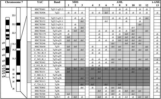 Fig. 1. Mapping of deletions and a translocation involving chromosome bands 7q31-qter in 13 myeloid leukemias by FISH. HSC7E-YACs are from the chromosome 7–specific YAC library17 and the C_row_plate_ column YACs are from the CEPH-Généthon collection.21 Clones HSC7E248 to HSC7E113 recognize a contiguous genomic fragment in chromosome bands 7q35-q36. del, deletion (only one fluorescence signal); t, translocation breakpoint; di, disomy (two fluorescence signals indicating retention of both alleles); empty boxes, not done; light gray boxes, extent of the deletion; dark gray boxes, commonly deleted segment.