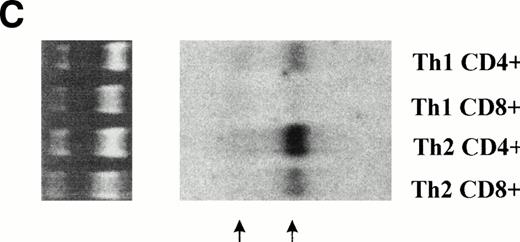 Fig. 2. Agonist activity of vMIP-II. Monocytes (mono), neutrophils (PMN), monocyte- and CD34-derived dendritic cells (mono-DC and CD34-DC, respectively) and Jurkat (J) cells (A) or Th1 and Th2 cultures (B) were tested for their ability to migrate in response to different concentrations of vMIP-II. (C) Northern blot analysis of CCR8 in Th1, Th2, Tc1 (Th1 CD8+), and Tc2 (Th2 CD8+) cultures.