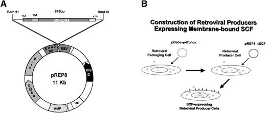 Fig. 1. Construction of retroviral producer cells expressing membrane-bound SCF. (A) Schematic of plasmid pREP8-▵SCF. (B) Evolution of cell line 1MI-▵SCF from AM12 packaging line.