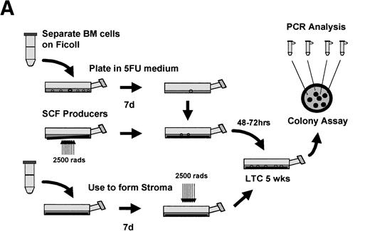 Fig. 6. Retroviral transduction of 5-FU–selected bone marrow cells. (A) Schematic of experimental plan for analysis of retroviral transduction of 5-FU–selected bone marrow cells. (B) PCR analysis of 5-week LTC-IC–derived colonies plated in semisolid media. Individual colonies arising from 5-FU–selected cells plated in 5-week long-term cultures were picked into separate tubes and the genomic DNA subjected to PCR with primers specific for the retroviral genome. The PCR products were separated by electrophoresis on 2% agarose gels, stained with ethidium bromide, and visualized under ultraviolet light. Lanes 1 through 11, colonies picked from semisolid media, following transduction on 1MI-▵SCF cell line; lane 0, DNA (1 μg) from AM12 cell line; lane C, DNA (1μg) from 1MI parent cell line; lane M,HindIII digest of phage λ DNA and HaeIII digest of phage ▹X174 DNA used as size markers. The arrow denotes the expected size of the PCR product specific to the p47phox-containing retroviral genome.