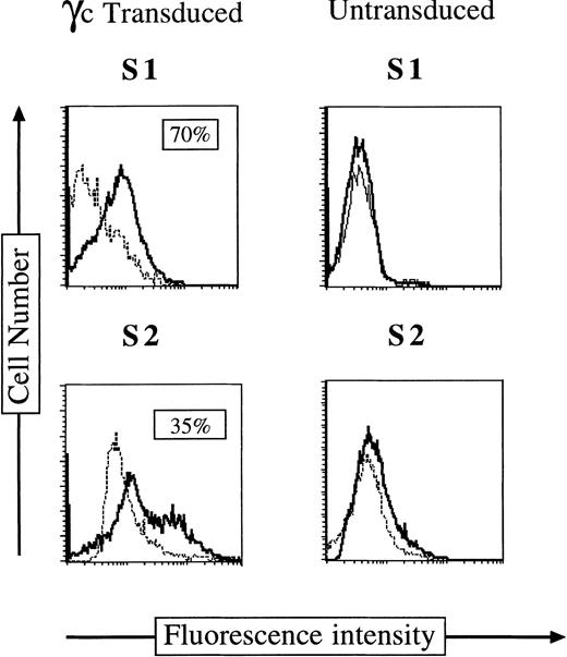 Fig. 2. γc Chain expression on CD34+ cells immediately after γc gene transfer. Immunofluorescence staining of surface γc chain on CD34+ S1 and S2 BM cells after γc transduction (left panel) or on uninfected CD34+ S1 and S2 cells (right panel).