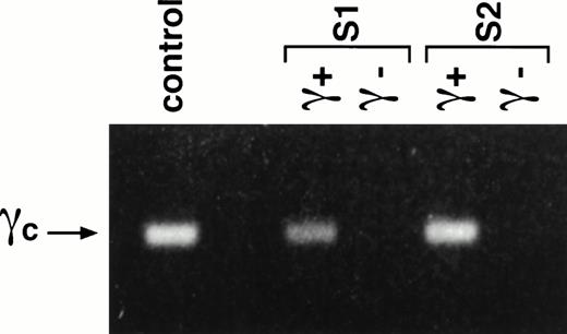 Fig. 4. Presence of γc provirus gene in cells derived from transduced S1 and S2 CD34+ BM cells. Thymic lobes were seeded with transduced (γc+) or untransduced (γc−) S1 and S2 CD34+ BM cells. After 35 days of organ culture, genomic DNA was isolated from the thymocytes and analyzed by PCR using primers to amplify the γc gene. DNA from the retroviral producer cell line served as the positive control.