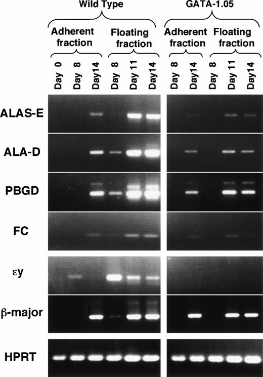 Fig. 7. Impaired expression of heme biosynthetic enzymes inGATA-1.05 mutant. The expression of mRNAs for four heme biosynthetic pathway enzymes were examined in the wild-type andGATA-1.05 mutant hematopoietic cells. Amounts of the cDNAs used for the RT-PCR analyses were adjusted by dilution to produce equal amount of HPRT amplicon. The expression of two β-type globin mRNAs was also examined. ɛy-globin mRNA is expressed only in primitive erythroid cells, whereas β-major globin mRNA is expressed in definitive erythroid cells.
