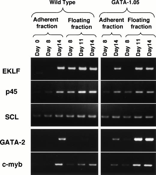 Fig. 9. Expression of erythroid transcription factors in the wild-type and GATA-1.05 mutant hematopoietic cells. To understand the consequence of the perturbation introduced by theGATA-1.05 mutation, expression of mRNAs for five erythroid transcription factors was monitored by RT-PCR analysis.