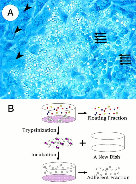 Fig. 1. Fractionation of hematopoietic progenitors from differentiated cells in OP9/ES cell differentiation system. (A) Formation of cobblestone is observed with a phase-contrast microscopy at day 14 of ES cell culture. Dark round cells indicated by arrows are hematopoietic progenitors lying beneath OP9 layer. Large irregular-shaped cells indicated by arrowheads are OP9 cells. (B) Schematic presentation of the method to prepare floating and adherent fractions. First, floating fractions are harvested with culture media. Adherent cells are then disaggregated transiently by trypsin and transferred to a new culture dish. After a 1-hour incubation, which makes OP9 cells adhere to the dish, the floating cells are obtained from media (adherent fraction).