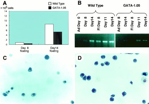 Fig. 4. ES cells with GATA-1.05/Y genotype differentiate into blastlike cells. Differentiation of GATA-1.05/Y ES cells were examined using the OP9/ES cell in vitro differentiation system. (A) Numbers of floating cells produced by GATA-1.05mutant ES clones at both day 8 and 14. (B) Quantitative RT-PCR analysis of GATA-1 mRNA expression in the wild-type and GATA-1.05ES cells. (C and D) Wright-Giemsa staining of the wild-type and mutant day 14 floating cells.